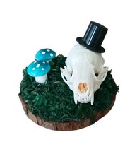 Real Mink Skull Taxidermy