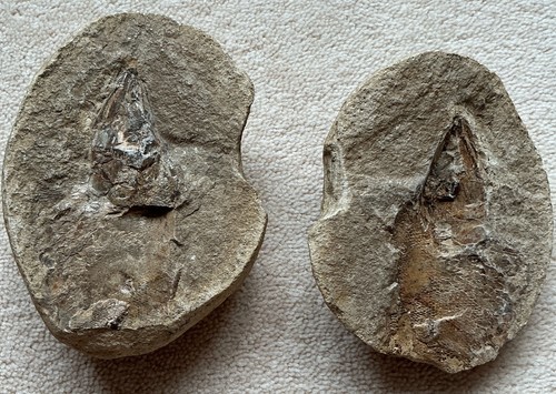 Brazil fossil fish pair split - brazil,