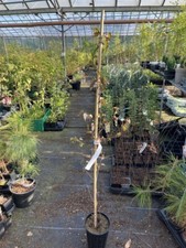 Purple Leaf Birch Tree -