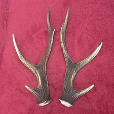 PAIR OF SIKA DEER ANTLERS