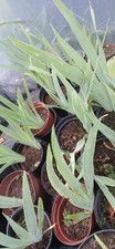 White garden iris - garden,