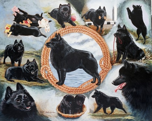 Schipperke color art - print, by