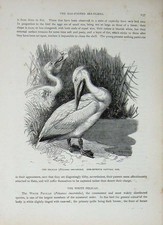 Old Antique Print Cassell'S