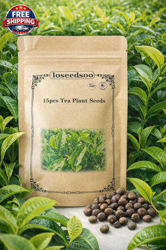 Tea plant seeds - 15,