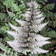2 x Athyrium Niponicum