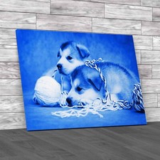 Cute Malamute Puppies Rest