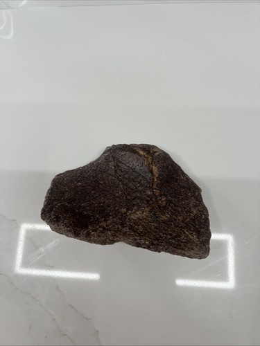 Plesiosaur shoulder bone - plesiosaur,