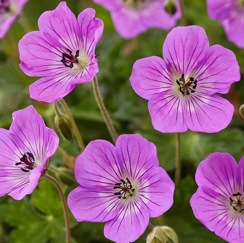 Geranium wallichianum kelly - wallichianum, 'kelly