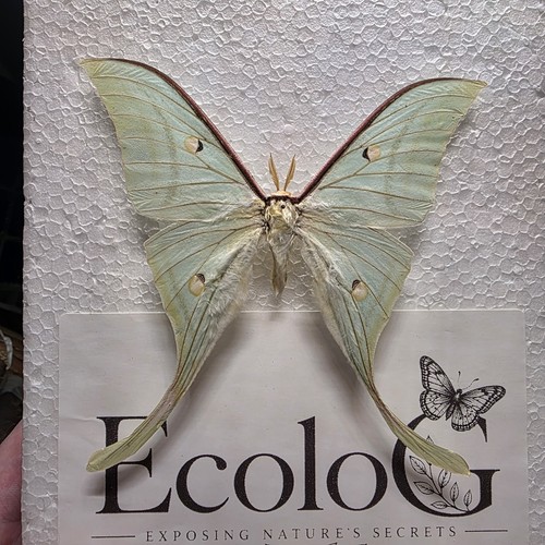 Actias selene moth - actias,