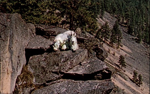 Mountain goat idaho vintage - goat,