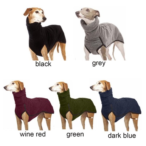 Pet dog winter high - pet,