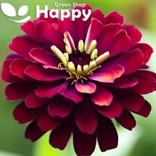 ZINNIA METEOR RADISH PURPLE