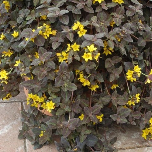 Lysimachia midnight sun - 4x,