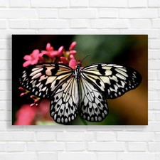 Butterfly On Flower Wings