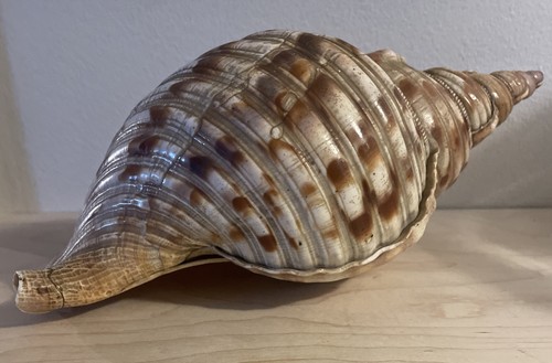 Charonia tritonis triton s - charonia,