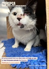 RSPCA WIMBLEDON WILL FIND DOMINO HIS FOREVER HOME WITH THE HELP OF YOUR SUPPORT!
