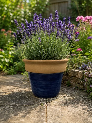 Large glazed terracotta pot - large,
