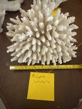 Acropora Latistella REAL