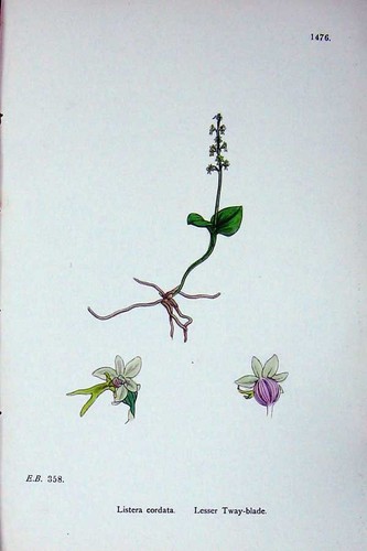 Old antique print - antique,
