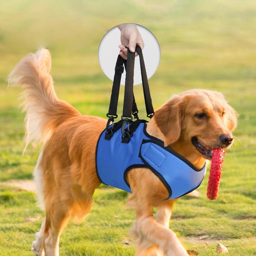 Dog helps elderly - , with