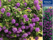 ROSE BUSH PURPLE CLIMBING
