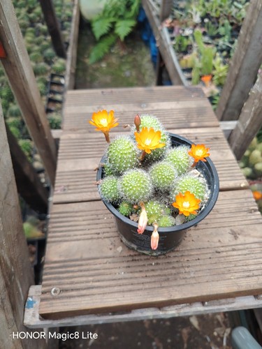 Rebutia flavistyla cactus - rebutia,