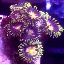 WYSIWYG 9 Polyps Purple