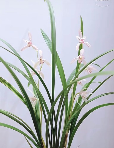 Rare cymbidium ensifolium yun - rare,