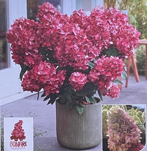 Hydrangea paniculata bonfire - hydrangea, 'bonfire'