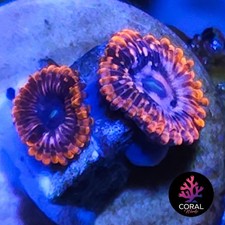 Utter Chaos 2 Head Zoa Frag