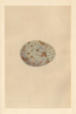 BRITISH BIRD EGGS. Andalusian Quail. MORRIS 1866 old antique print picture