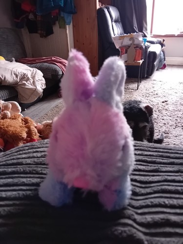 Walking jumping bunny - jumping,