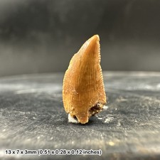 GENUINE Raptor Dinosaur Tooth