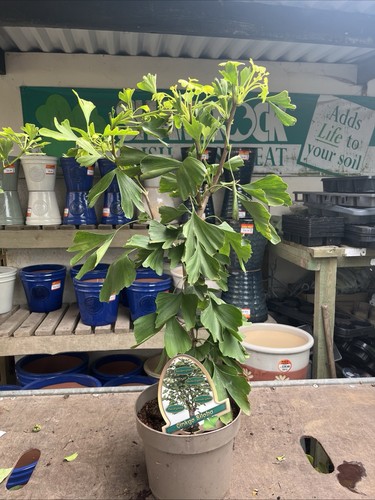 Ginkgo biloba maidenhair - ginkgo,
