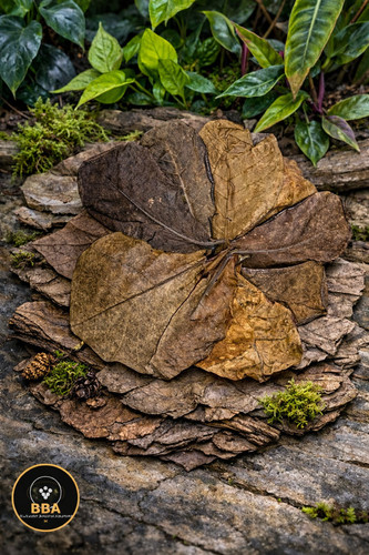 Catappa leaves indian almond - ,