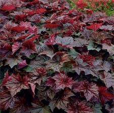 Heuchera 'Palace Purple'