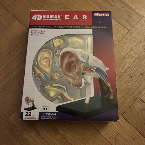 Master human ear anatomy - human,