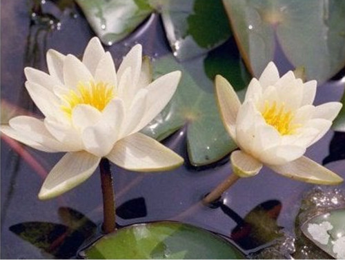 Nymphaea candida dwarf - "candida", water