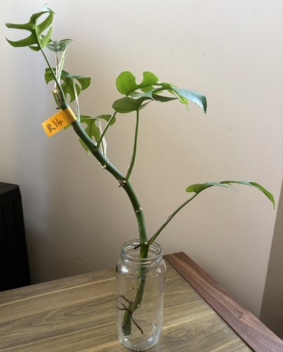 Mini monstera plant - mini,