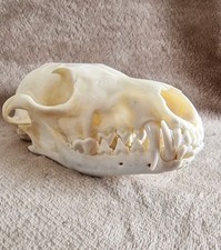 Foxs SKULL with all