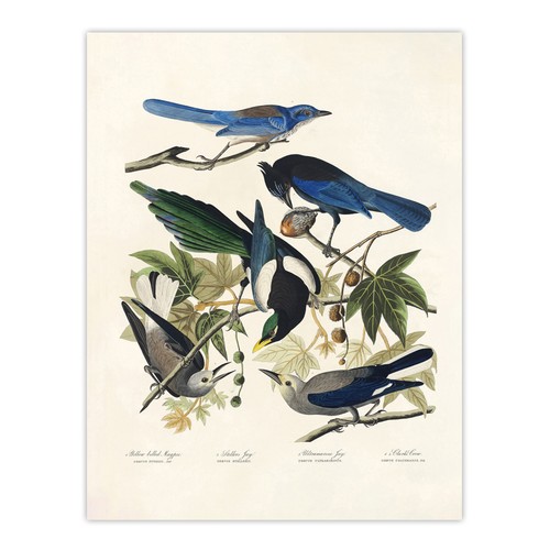 Magpie clarks crow and - crow, jays