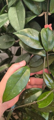 Hoya carnosa fresh cuttings - fresh,