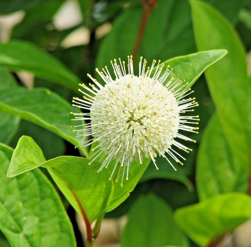 Cephalanthus occidentalis - cephalanthus,