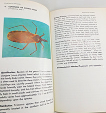 Spiders Venomous Arthropod