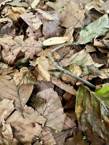 Wild leaf litter - litter,