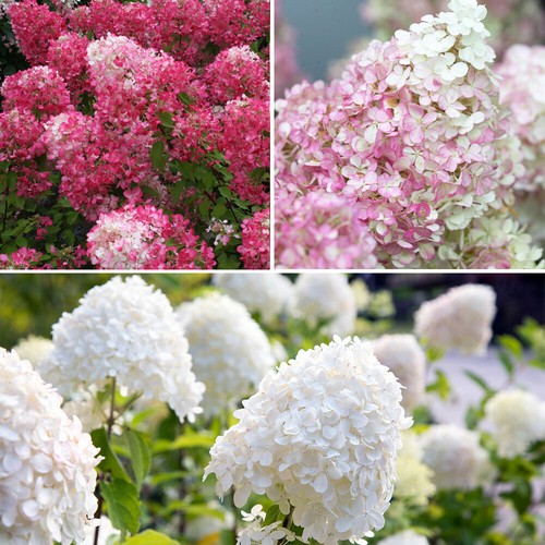 Set hydrangea paniculata - set,