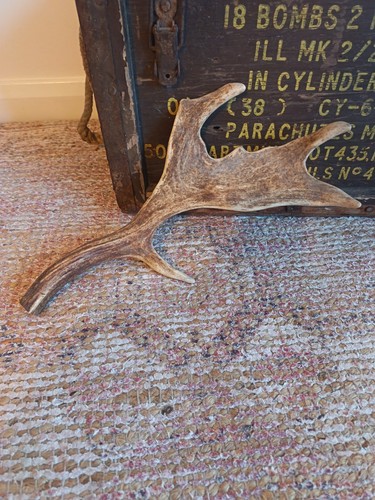 Vintage deer stag - vintage, antler