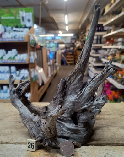Small medium corbo - corbo, root