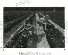 1991 Press Photo Lauren