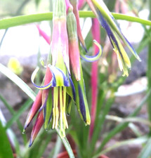 Billbergia nutans the - billbergia,